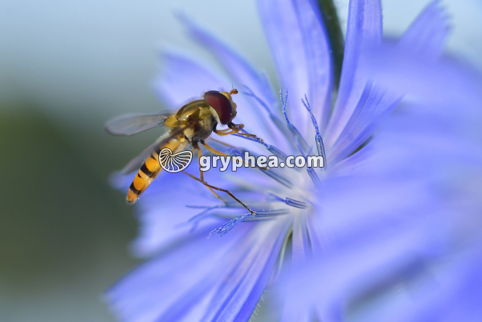 Syrphe sur fleur de Chicorée - gryphea.com